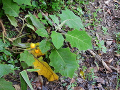 Solanum lasiocarpum