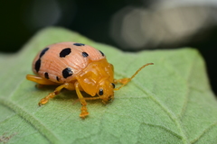 Podontia quatuordecimpunctata