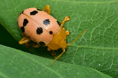 Podontia quatuordecimpunctata