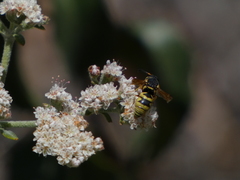 Euodynerus hidalgo viereckii