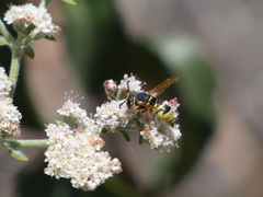 Euodynerus hidalgo viereckii