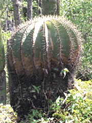 Ferocactus glaucescens
