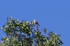 Gymnoris superciliaris