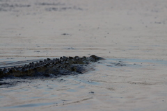 Crocodylus acutus