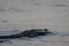 Crocodylus acutus