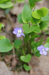 Viola nemoralis