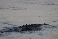 Crocodylus acutus