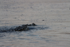 Crocodylus acutus