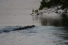 Crocodylus acutus