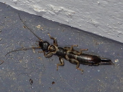 Pygidicranidae