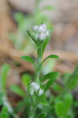 Antennaria dioica