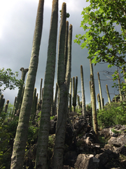 Cephalocereus polylophus