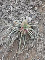 Hechtia podantha