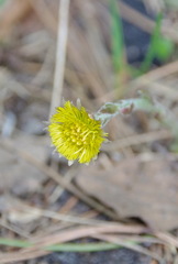 Tussilago farfara