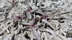 Plantago eriopoda