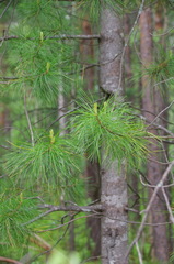 Pinus sibirica