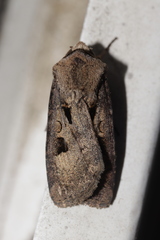 Agrotis exclamationis