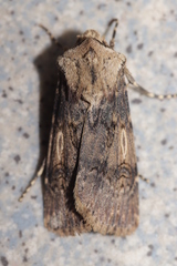 Agrotis puta