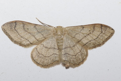 Idaea aversata