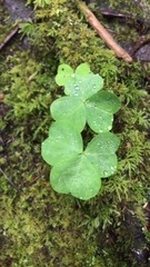Oxalis