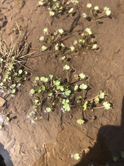 Ranunculus natans