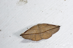 Pseudomiza obliquaria