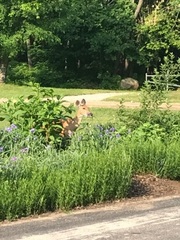 Odocoileus virginianus