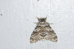 Lymantria mathura subpallida