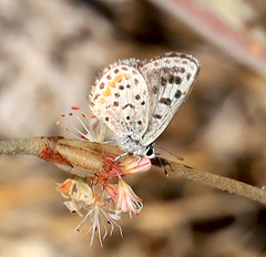 Euphilotes enoptes dammersi