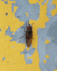 Rhingia