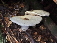 Russula marangania
