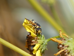 Euodynerus hidalgo viereckii