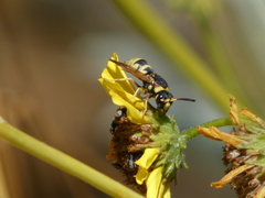 Euodynerus hidalgo viereckii