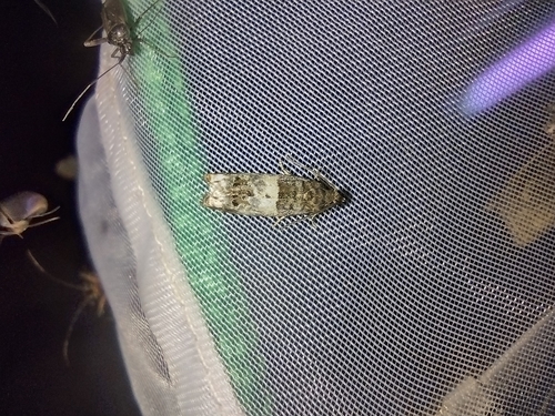 obaľovač (Notocelia)