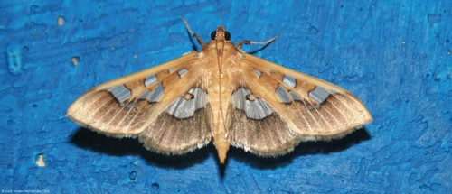 Phostria tedea