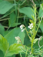 Vicia hirsuta