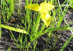 Moraea ciliata