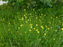 Erysimum virgatum