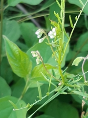 Vicia hirsuta