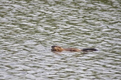 Ondatra zibethicus