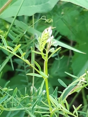 Vicia hirsuta