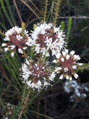 Agathosma roodebergensis