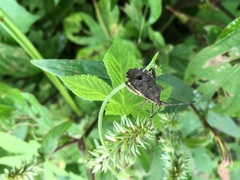 Acanthocoris sordidus