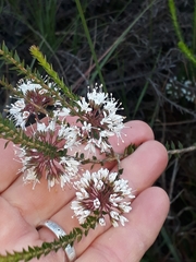 Agathosma roodebergensis