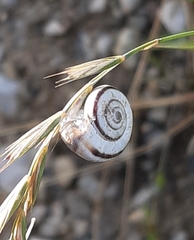 Xerolenta obvia