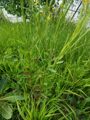Erysimum virgatum