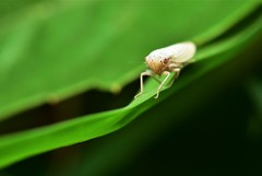 Auchenorrhyncha