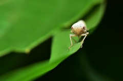 Auchenorrhyncha