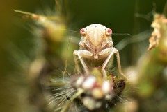 Auchenorrhyncha