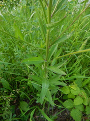 Erysimum virgatum